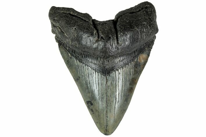 Fossil Megalodon Tooth - South Carolina #208560